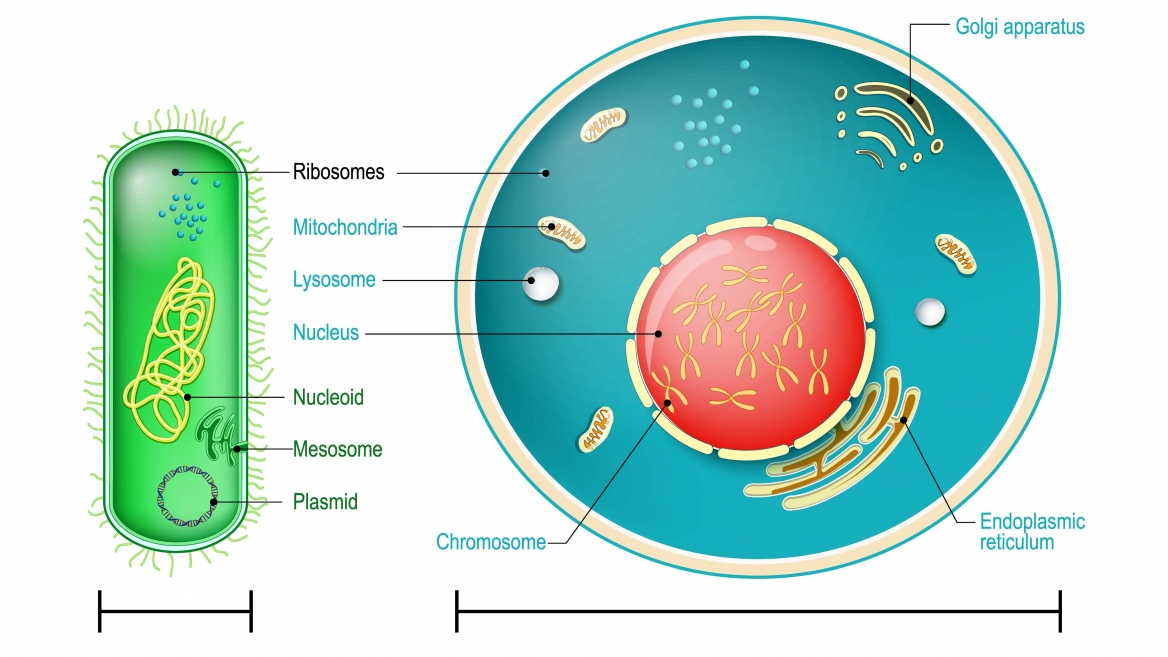 New research on the emergence of the first complex cells challenges ...