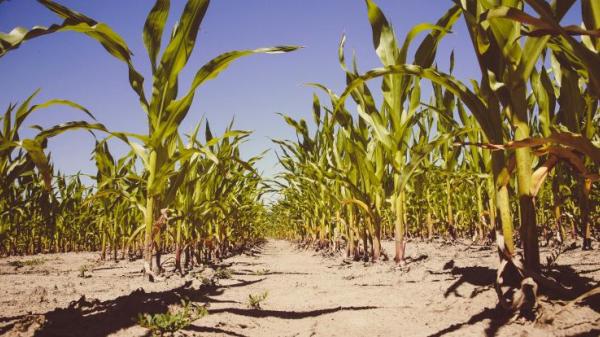 Potential and emerging impacts of the changing institutional landscape on the global exchange of genetic resources for food and agriculture (GRFA)