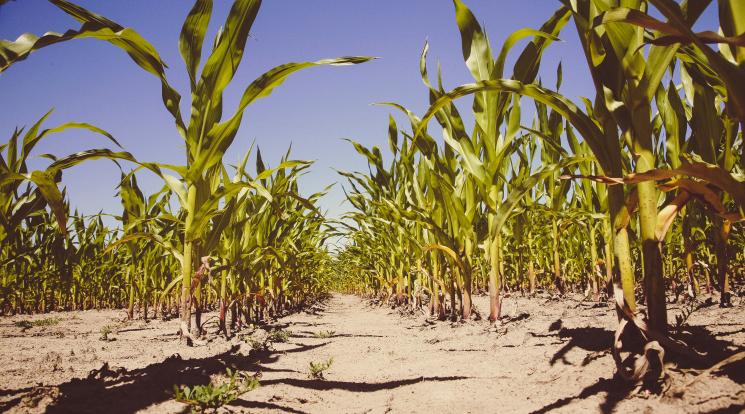 Potential and emerging impacts of the changing institutional landscape on the global exchange of genetic resources for food and agriculture (GRFA)